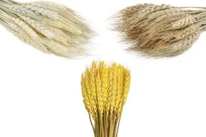 Dried pampas grass for decoration - 1 bunch (approx. 50 pieces per bunch)-3
