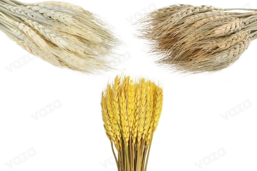 Trockenblumen - Maiskolben zur Dekoration - 1 Stück (Blumenstrauß mit ca. 50 Zweigen)-