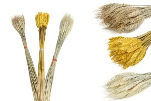 Dried pampas grass for decoration - 1 bunch (approx. 50 pieces per bunch)-2