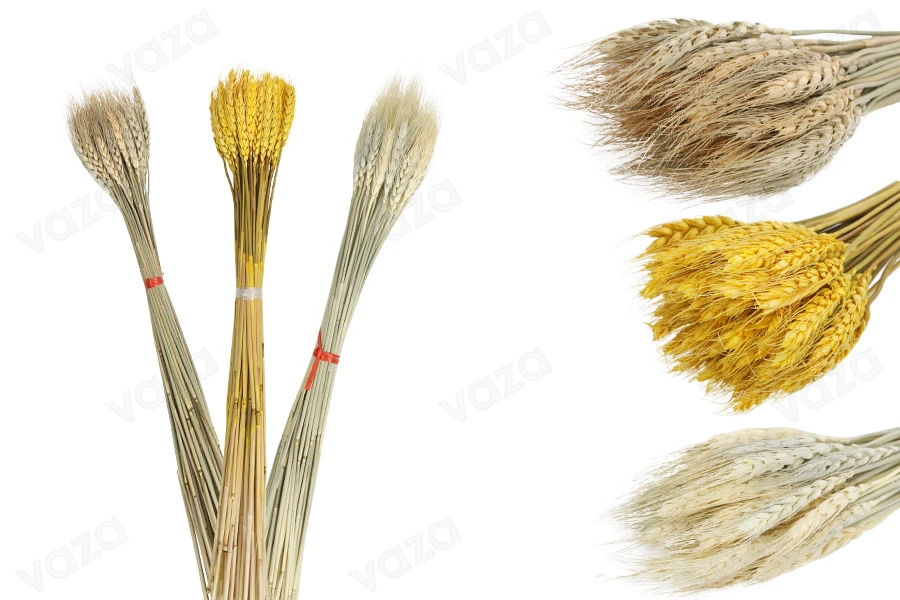 Trockenblumen - Maiskolben zur Dekoration - 1 Stück (Blumenstrauß mit ca. 50 Zweigen)-εικόνα_διαστάσεις