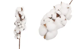 Branche décorative avec fleur de coton-1