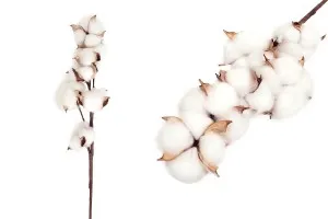 Branche décorative - fleur de coton-1
