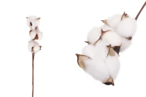 Cotton flower stem for decoration Cotton flower stem for decoration-image_product
