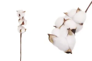 Branche décorative - fleur de coton-1