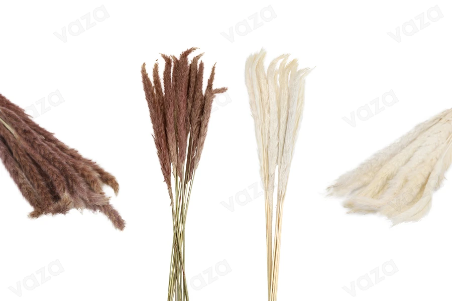 Dried pampas grass for decoration - 1 bunch (approx. 14 pieces per bunch)-εικόνα_προϊοντική