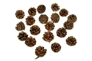 Cocoons for decoration - 10 pcs-2