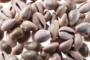 Coquilles aux couleurs terreuses - lot de 200 g (environ 92 pièces)