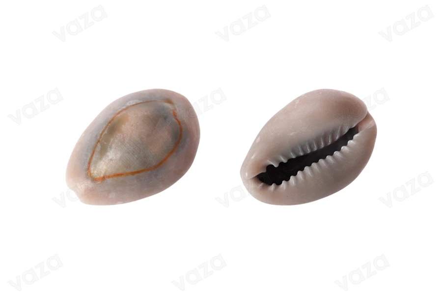 Earthly colored decorative seashells - Available in a package of 200 gr (approx. with 92 pcs) Earthly colored decorative seashells - Available in a package of 200 gr (approx. with 92 pcs)-image_dimensions