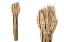 Decorative dried cob 50 cm in bouquet of 120 g Decorative dried cob 50 cm in bouquet of 120 g-image_product