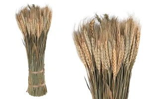 Decorative dried cob 50 cm in bouquet of 450 g-1
