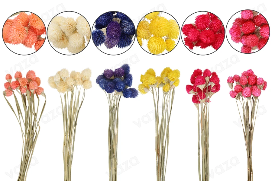 Colorful dried flowers, perfect ornament and decoration idea - 1 bunch (approx. 15 pieces per bunch) Colorful dried flowers, perfect ornament and decoration idea - 1 bunch (approx. 15 pieces per bunch)-