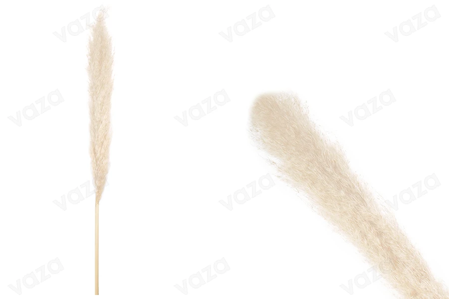 Ramo decorativo di pampas - altezza 1,45 m-immagine_prodotto