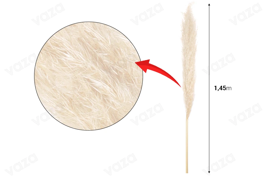 Ramo decorativo di pampas - altezza 1,45 m-dimensioni_immagine