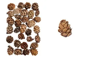 Pine cones for decoration - 30 g-2