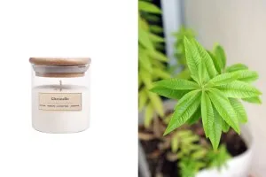Citronella Αρωματικό κερί σόγιας με βαμβακερό φυτίλι (110gr)-1
